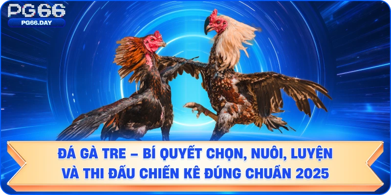 ĐÁ GÀ TRE – BÍ QUYẾT CHỌN, NUÔI, LUYỆN VÀ THI ĐẤU CHIẾN KÊ ĐÚNG CHUẨN 2025